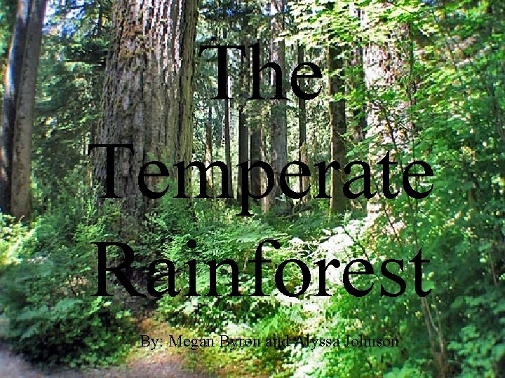 The Temperate Rainforest By: Megan Byron and Alyssa Johnson 