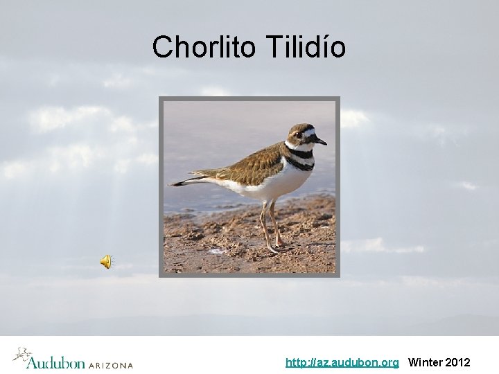 Chorlito Tilidío http: //az. audubon. org Winter 2012 