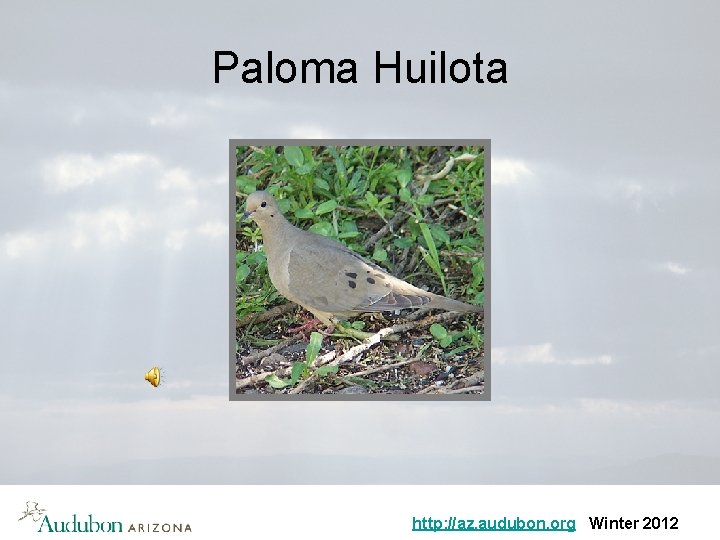 Paloma Huilota http: //az. audubon. org Winter 2012 