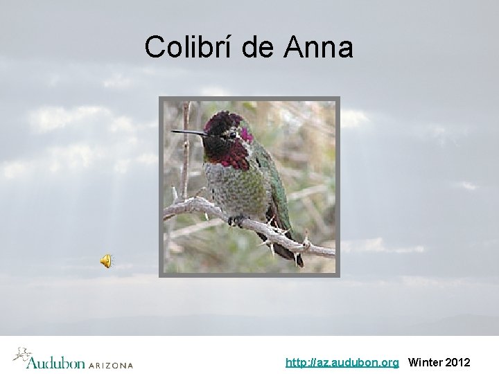 Colibrí de Anna http: //az. audubon. org Winter 2012 