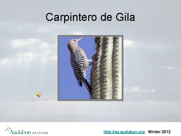 Carpintero de Gila http: //az. audubon. org Winter 2012 