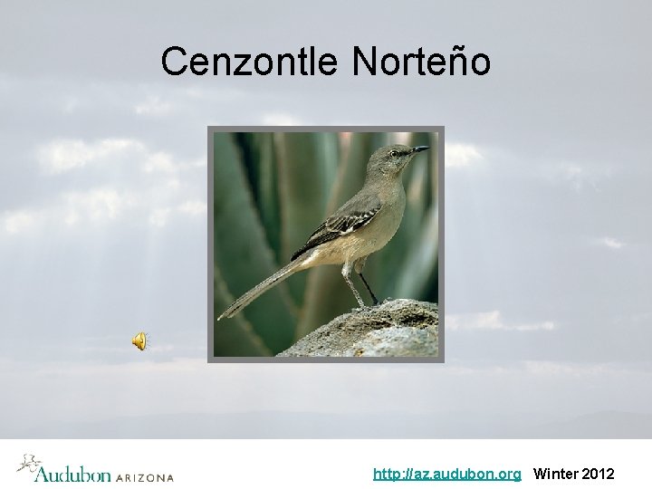 Cenzontle Norteño http: //az. audubon. org Winter 2012 