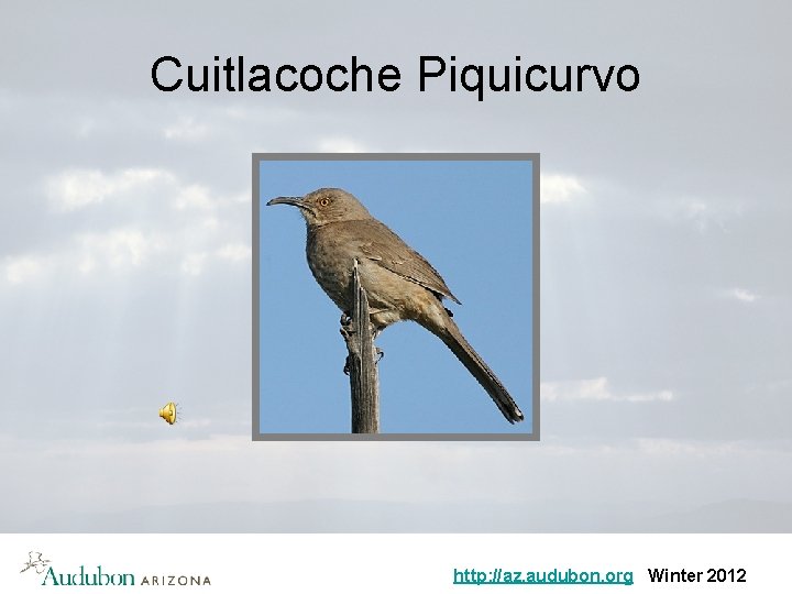 Cuitlacoche Piquicurvo http: //az. audubon. org Winter 2012 
