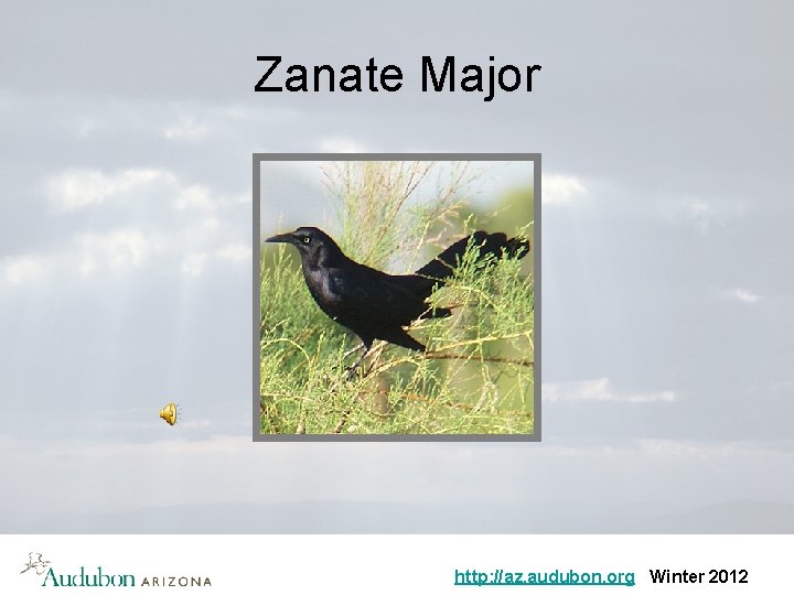 Zanate Major http: //az. audubon. org Winter 2012 