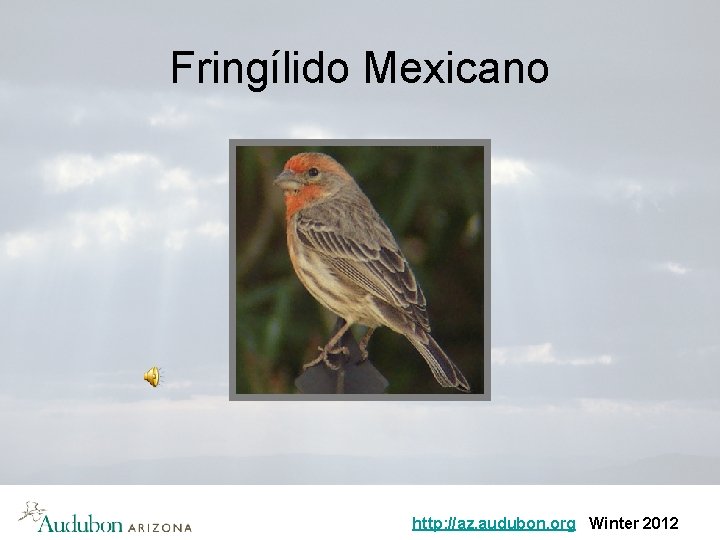 Fringílido Mexicano http: //az. audubon. org Winter 2012 