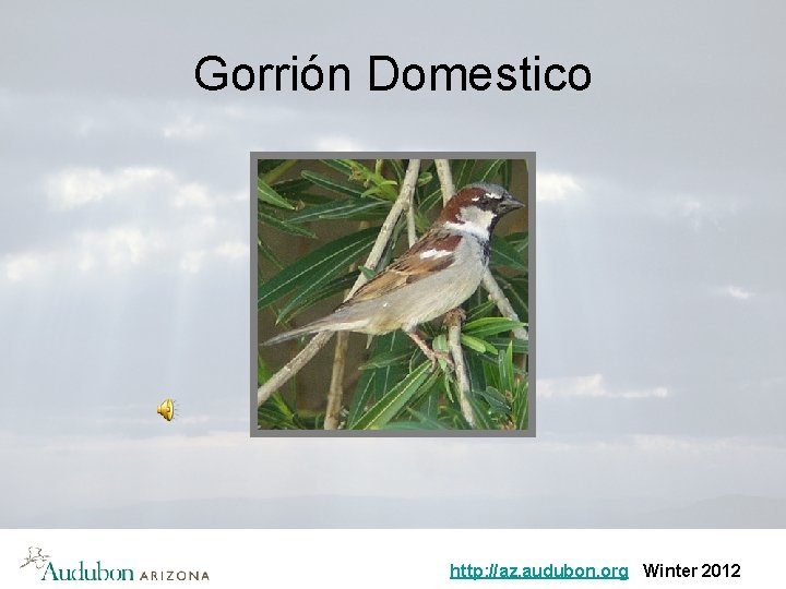 Gorrión Domestico http: //az. audubon. org Winter 2012 