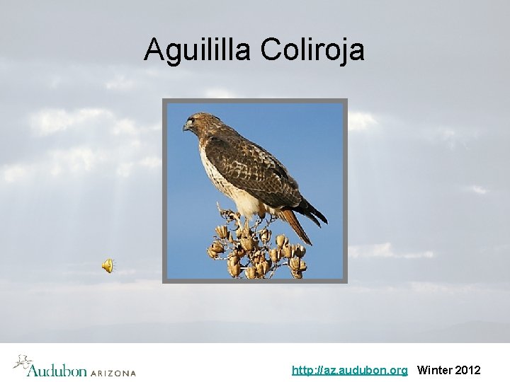 Aguililla Coliroja http: //az. audubon. org Winter 2012 