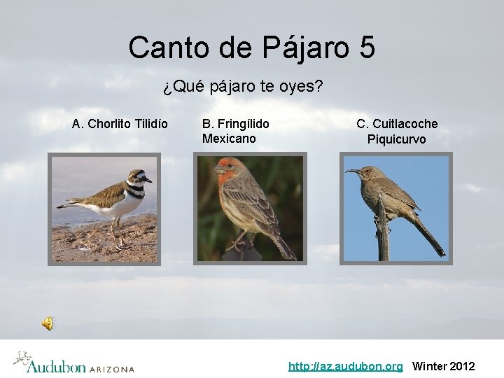 Canto de Pájaro 5 ¿Qué pájaro te oyes? A. Chorlito Tilidío B. Fringílido Mexicano