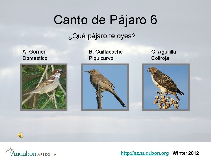 Canto de Pájaro 6 ¿Qué pájaro te oyes? A. Gorrión Domestico B. Cuitlacoche Piquicurvo