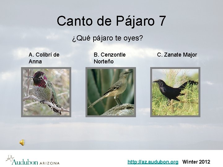 Canto de Pájaro 7 ¿Qué pájaro te oyes? A. Colibrí de Anna B. Cenzontle