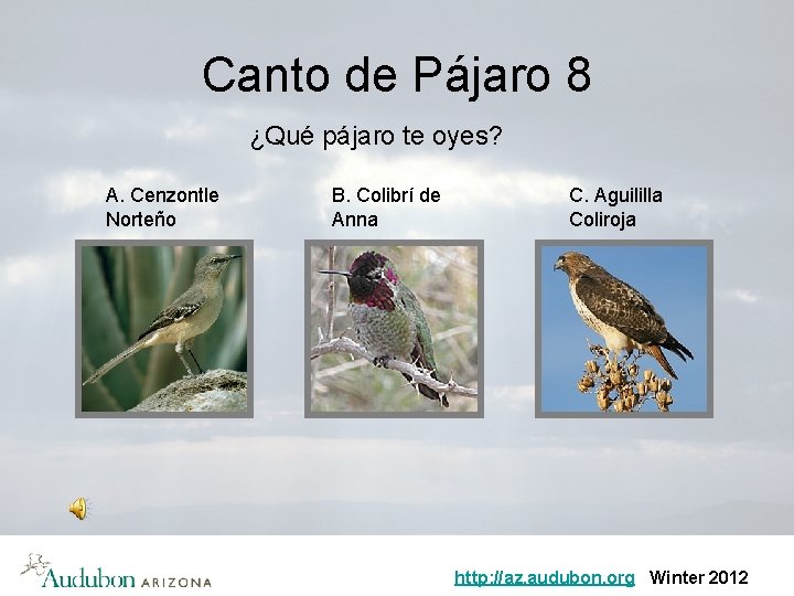 Canto de Pájaro 8 ¿Qué pájaro te oyes? A. Cenzontle Norteño B. Colibrí de