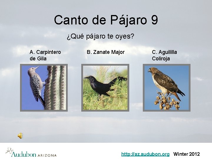 Canto de Pájaro 9 ¿Qué pájaro te oyes? A. Carpintero de Gila B. Zanate