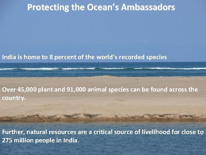 Protecting the Ocean’s Ambassadors India is home to 8 percent of the world’s recorded
