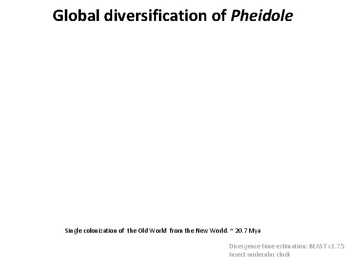 Global diversification of Pheidole Single colonization of the Old World from the New World.