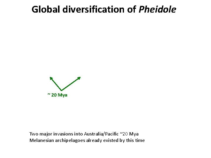 Global diversification of Pheidole ~ 20 Mya Two major invasions into Australia/Pacific ~20 Mya