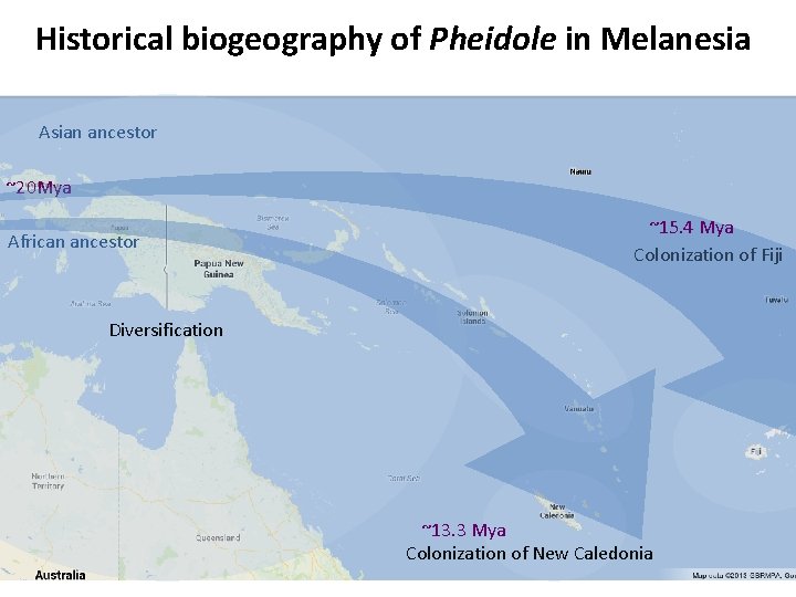 Historical biogeography of Pheidole in Melanesia Asian ancestor ~20 Mya African ancestor ~15. 4