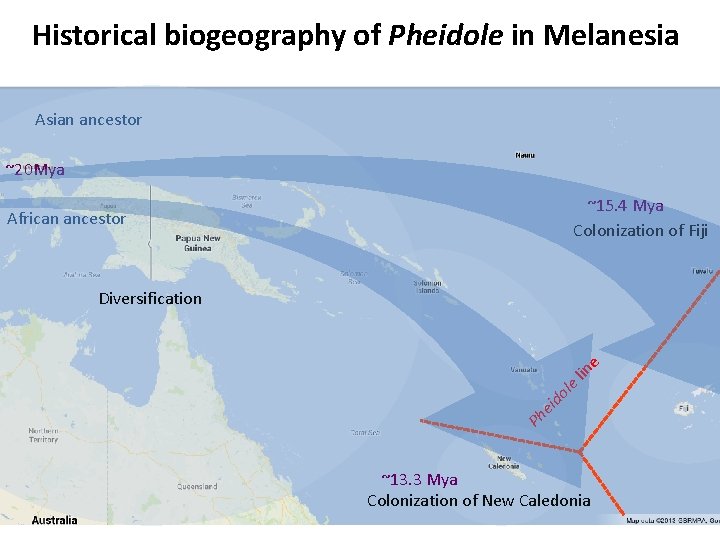 Historical biogeography of Pheidole in Melanesia Asian ancestor ~20 Mya ~15. 4 Mya Colonization