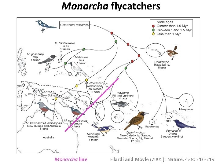 Monarcha flycatchers Monarcha line Filardi and Moyle (2005). Nature. 438: 216 -219 