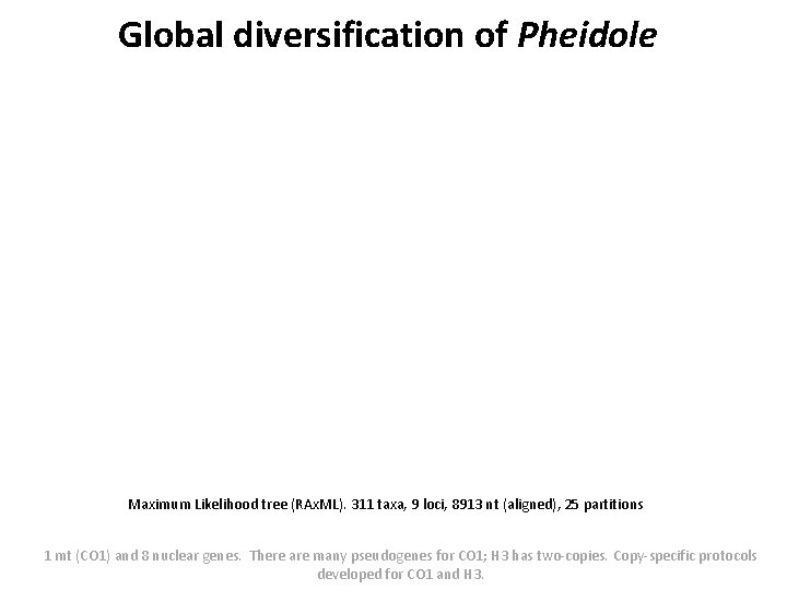 Global diversification of Pheidole Maximum Likelihood tree (RAx. ML). 311 taxa, 9 loci, 8913