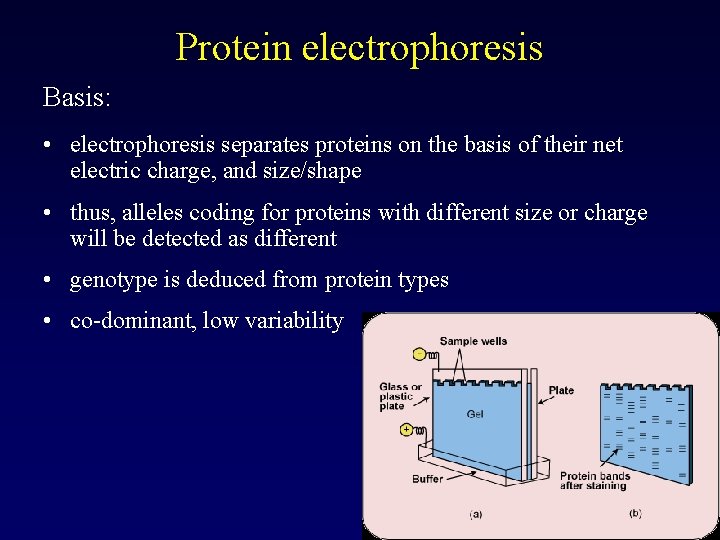 Protein electrophoresis Basis: • electrophoresis separates proteins on the basis of their net electric