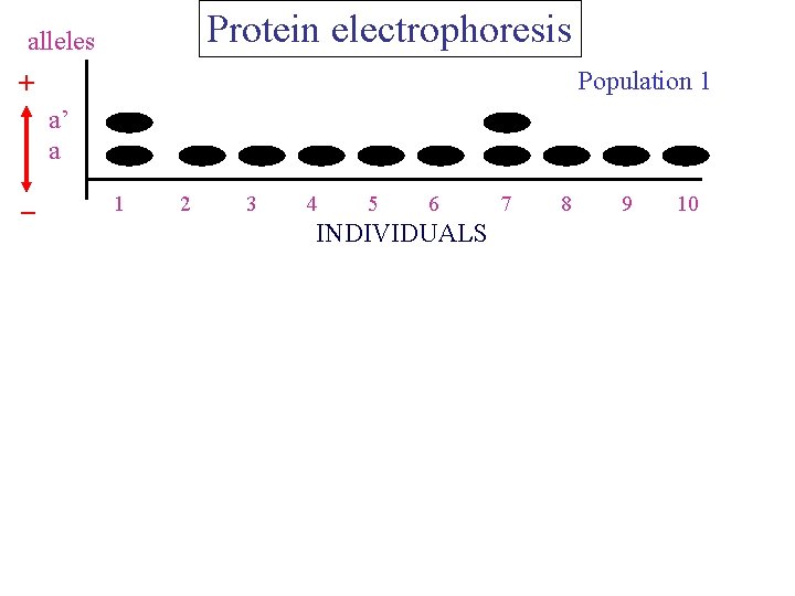 Protein electrophoresis alleles Population 1 + a’ a _ 1 2 3 4 5