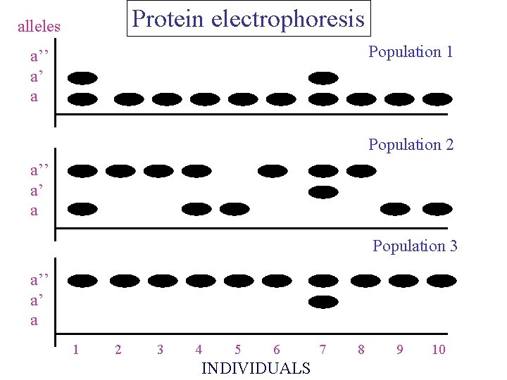 Protein electrophoresis alleles Population 1 a’’ a’ a Population 2 a’’ a’ a Population