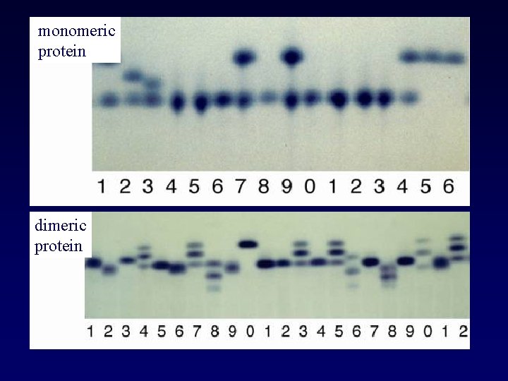 monomeric protein dimeric protein 