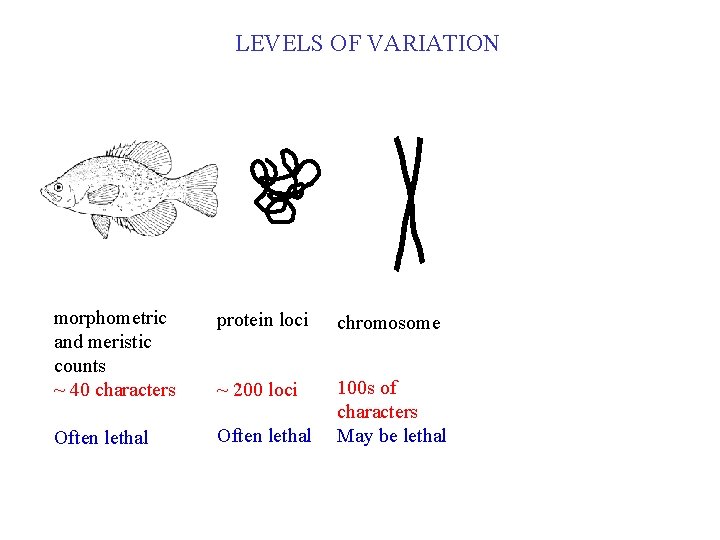 LEVELS OF VARIATION morphometric and meristic counts ~ 40 characters protein loci chromosome ~