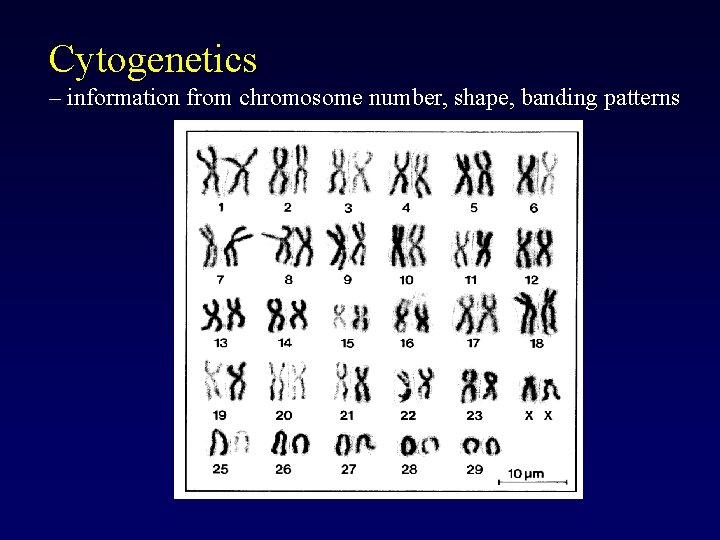 Cytogenetics – information from chromosome number, shape, banding patterns 
