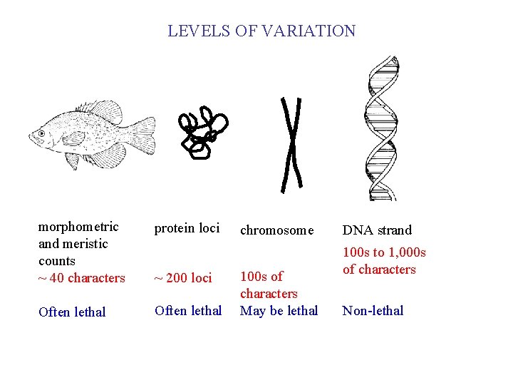 LEVELS OF VARIATION morphometric and meristic counts ~ 40 characters protein loci Often lethal