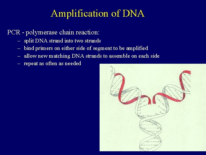 Amplification of DNA PCR - polymerase chain reaction: – – split DNA strand into