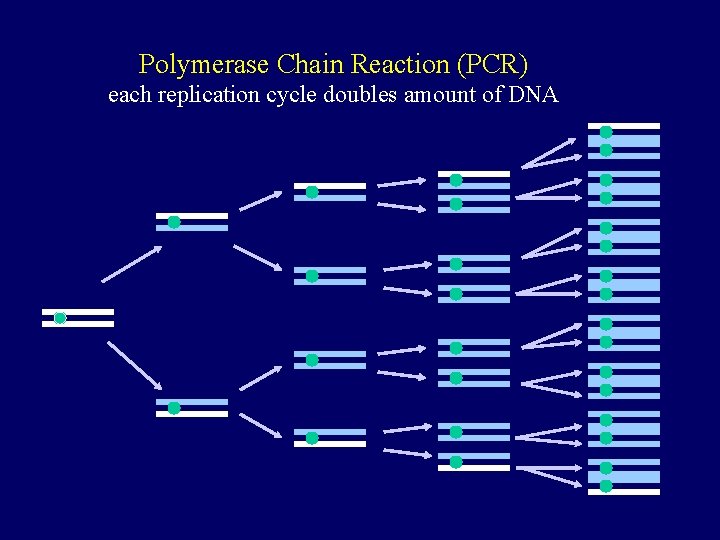 Polymerase Chain Reaction (PCR) each replication cycle doubles amount of DNA 