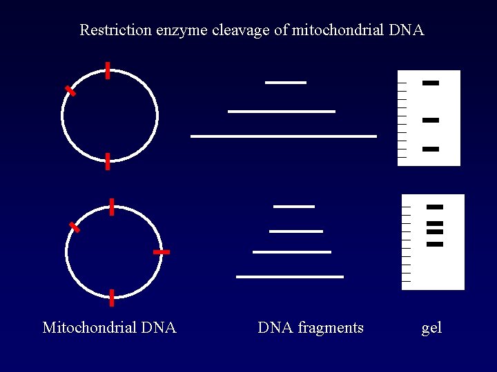 Restriction enzyme cleavage of mitochondrial DNA Mitochondrial DNA fragments gel 