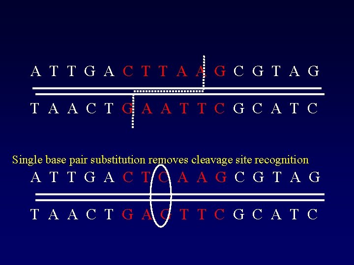 A T T G A C T T A A G C G T