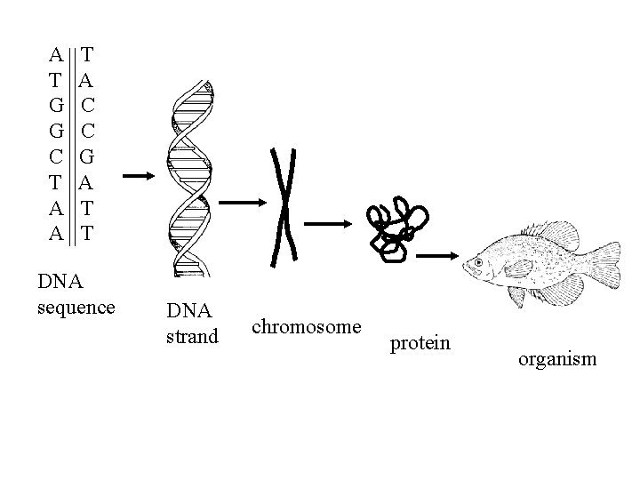 A T G G C T A A T A C C G A