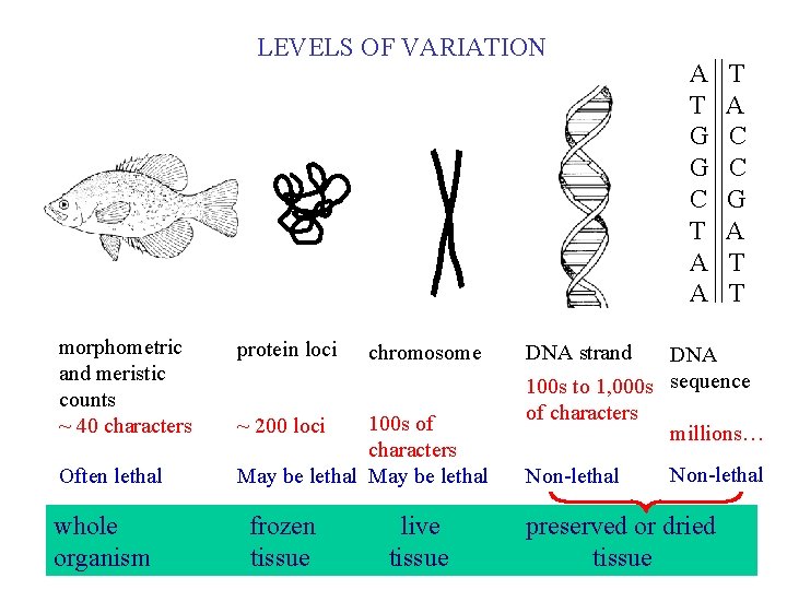 LEVELS OF VARIATION morphometric and meristic counts ~ 40 characters Often lethal whole organism