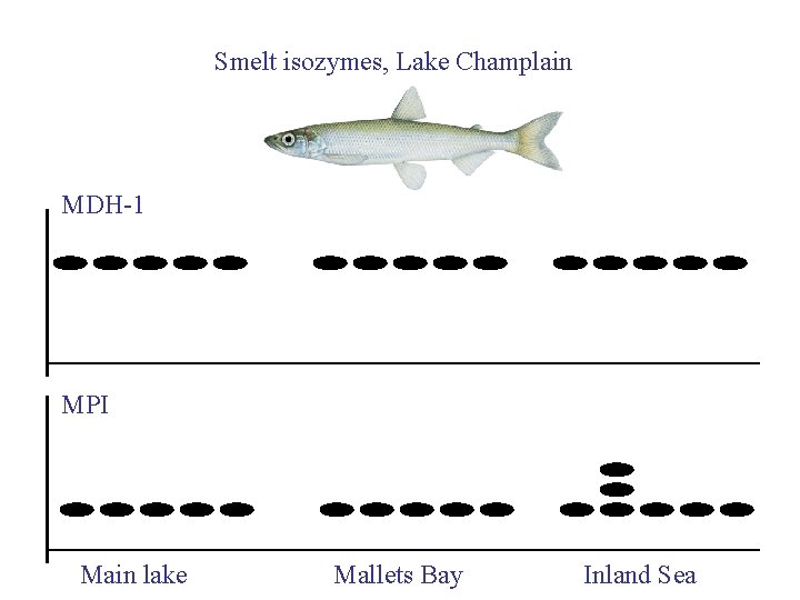 Smelt isozymes, Lake Champlain MDH-1 MPI Main lake Mallets Bay Inland Sea 