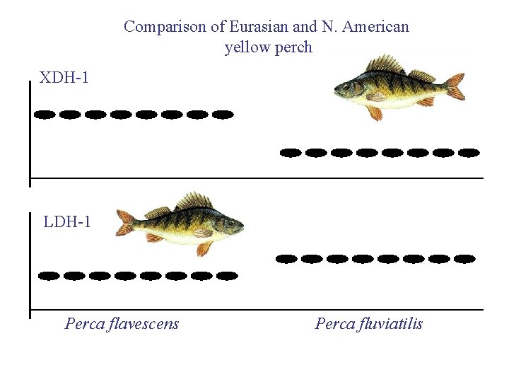 Comparison of Eurasian and N. American yellow perch XDH-1 LDH-1 Perca flavescens Perca fluviatilis