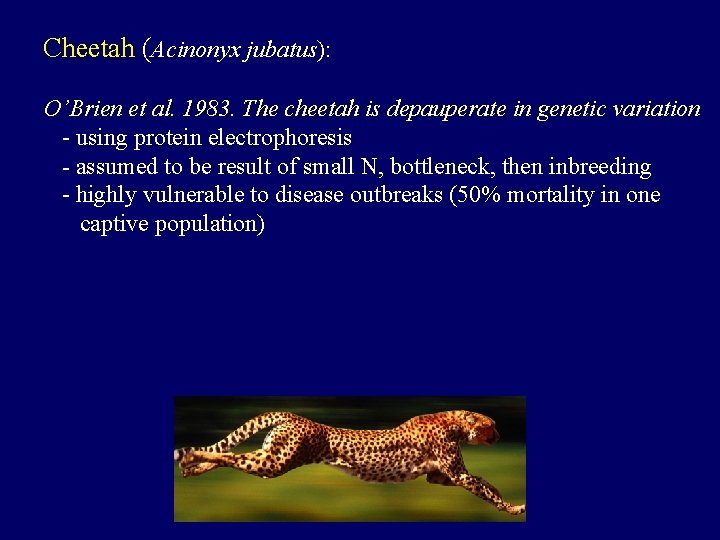 Cheetah (Acinonyx jubatus): O’Brien et al. 1983. The cheetah is depauperate in genetic variation