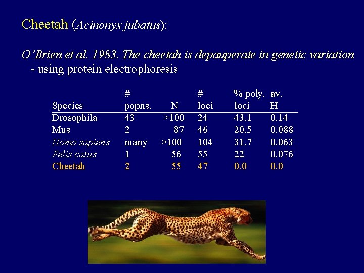 Cheetah (Acinonyx jubatus): O’Brien et al. 1983. The cheetah is depauperate in genetic variation