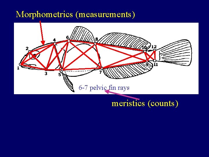 Morphometrics (measurements) 6 -7 pelvic fin rays meristics (counts) 