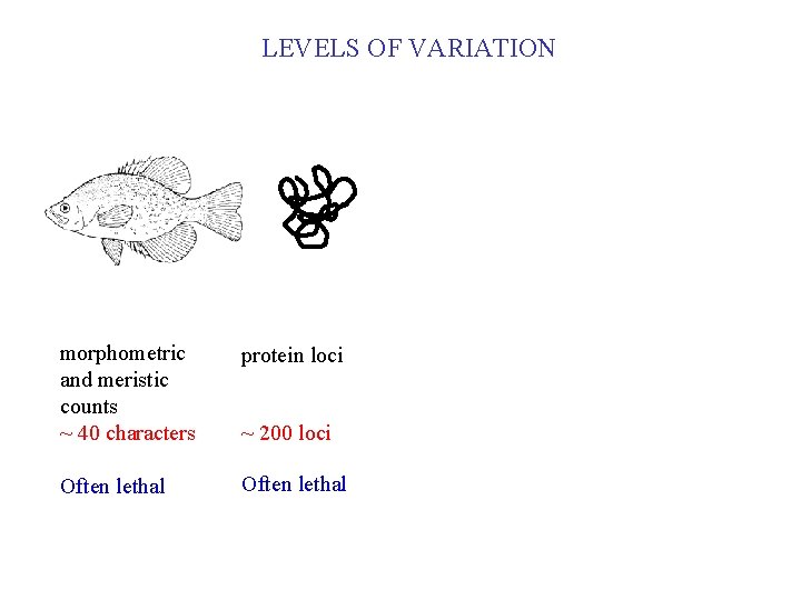 LEVELS OF VARIATION morphometric and meristic counts ~ 40 characters protein loci Often lethal