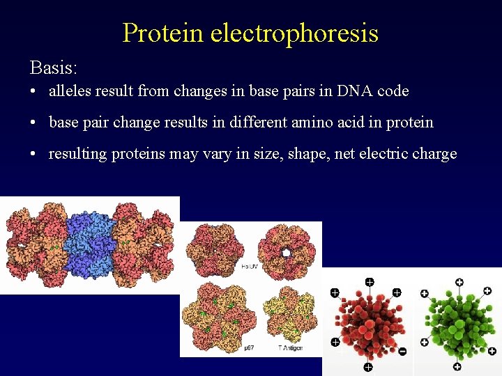 Protein electrophoresis Basis: • alleles result from changes in base pairs in DNA code