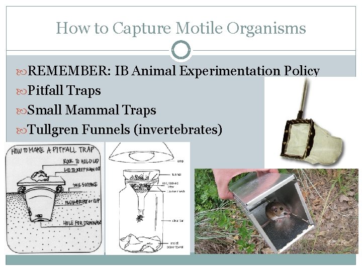 How to Capture Motile Organisms REMEMBER: IB Animal Experimentation Policy Pitfall Traps Small Mammal