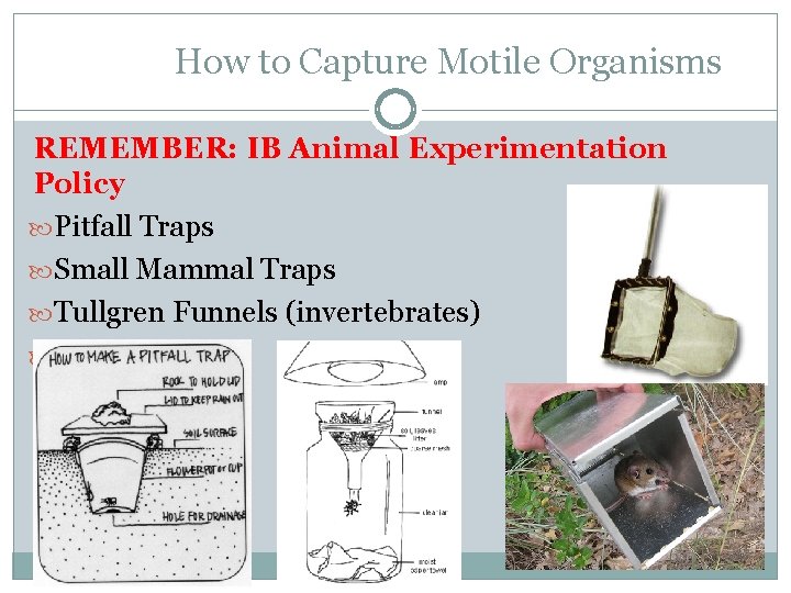 How to Capture Motile Organisms REMEMBER: IB Animal Experimentation Policy Pitfall Traps Small Mammal