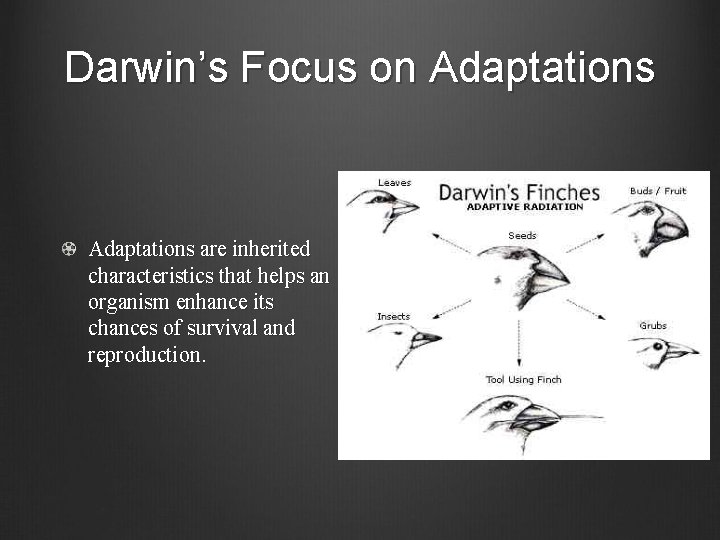 Darwin’s Focus on Adaptations are inherited characteristics that helps an organism enhance its chances