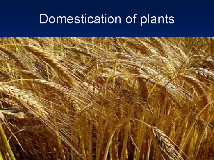 Domestication of plants 