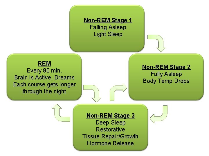 Non-REM Stage 1 Falling Asleep Light Sleep REM Every 90 min. Brain is Active,