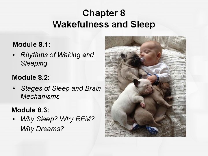 Chapter 8 Wakefulness and Sleep Module 8. 1: • Rhythms of Waking and Sleeping