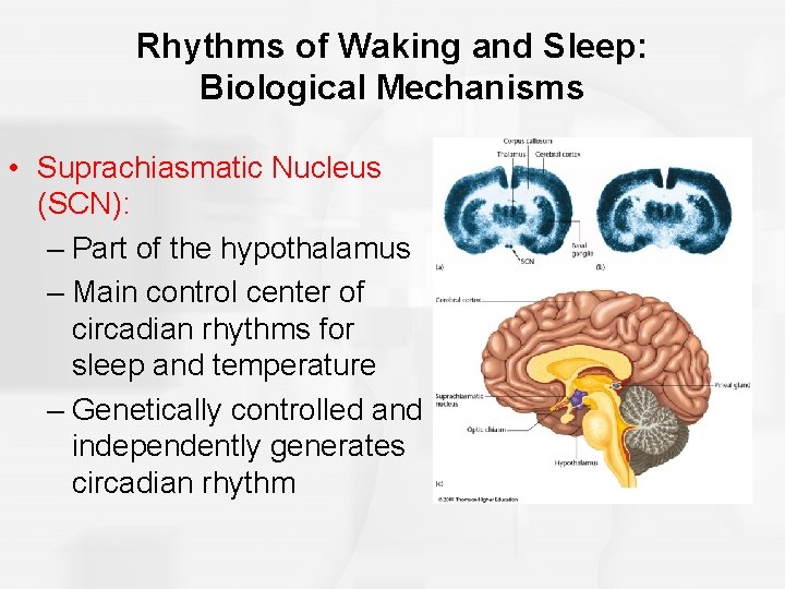 Rhythms of Waking and Sleep: Biological Mechanisms • Suprachiasmatic Nucleus (SCN): – Part of